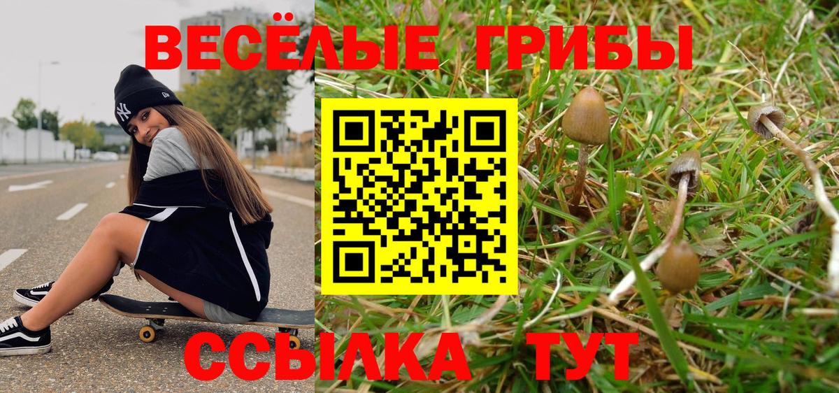 Галлюциногенные грибы Psilocybe Чернушка